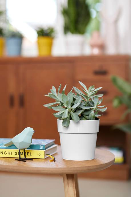 b.for original rond 22cm wit